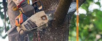 Best Tree Disease Treatment  in Tyndall, SD