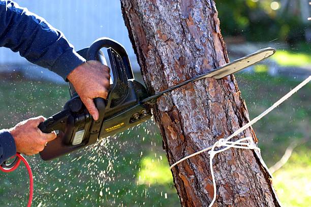 Best Tree Risk Assessment  in Tyndall, SD