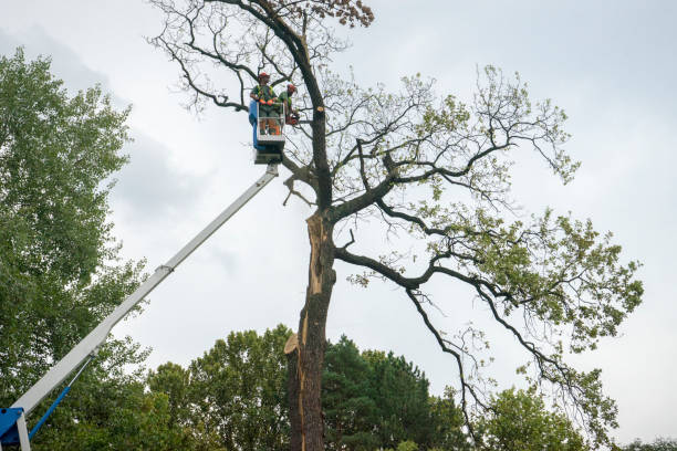 Best Utility Line Clearance  in Tyndall, SD