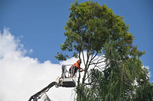 Best Commercial Tree Services  in Tyndall, SD