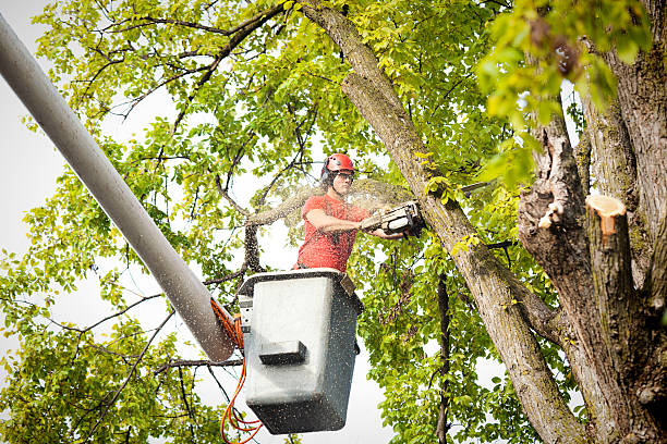 Best Hazardous Tree Removal  in Tyndall, SD